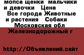 мопса щенки -мальчики и девочки › Цена ­ 25 000 - Все города Животные и растения » Собаки   . Московская обл.,Железнодорожный г.